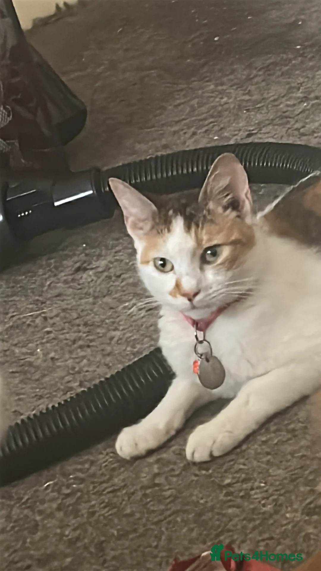 Mixed Breed cats for sale: female calico kitten for sale  in Cambridge - Advert 4