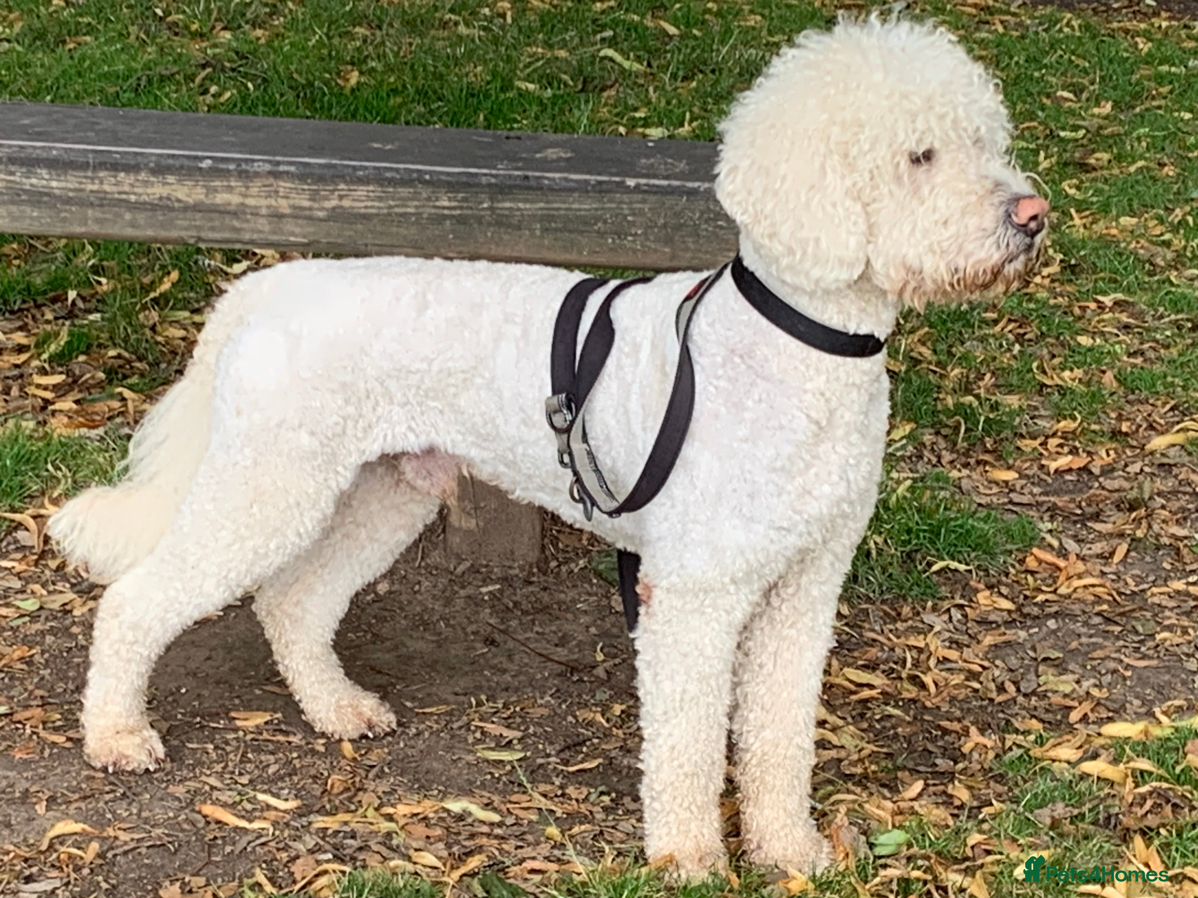 Labradoodle dogs Labradoodle Stud - Proven in Worthing - Advert 4