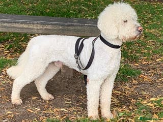 Labradoodle dogs Labradoodle Stud - Proven in Worthing - Advert 1