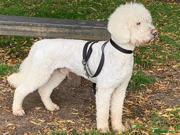 Labradoodle dogs in Worthing - Advert 1