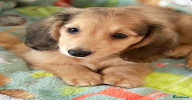 Miniature Dachshund dogs - Advert 13