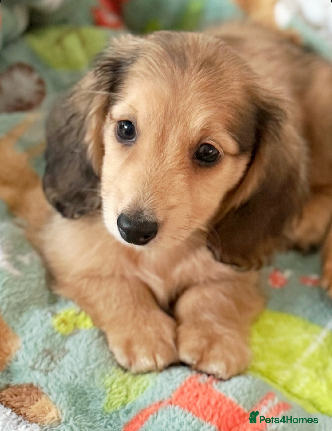 Miniature Dachshund dogs for sale: Omshantipuppies miniature dachshund puppies - Image 2