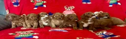 Cavapoo dogs for sale: 🐶 stunning F1B Cavapoos🐶 - Advert 15