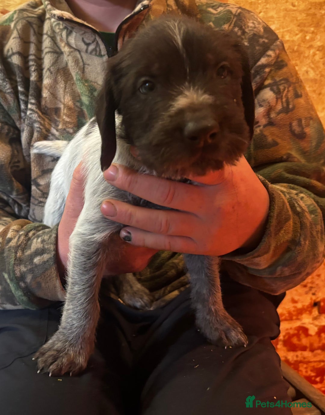 German Wirehaired Pointer dogs for sale: KC Reg GWP puppies  - Advert 7