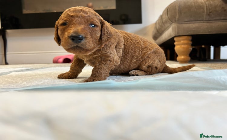 Goldendoodle dogs in Merthyr Tydfil - Advert 16