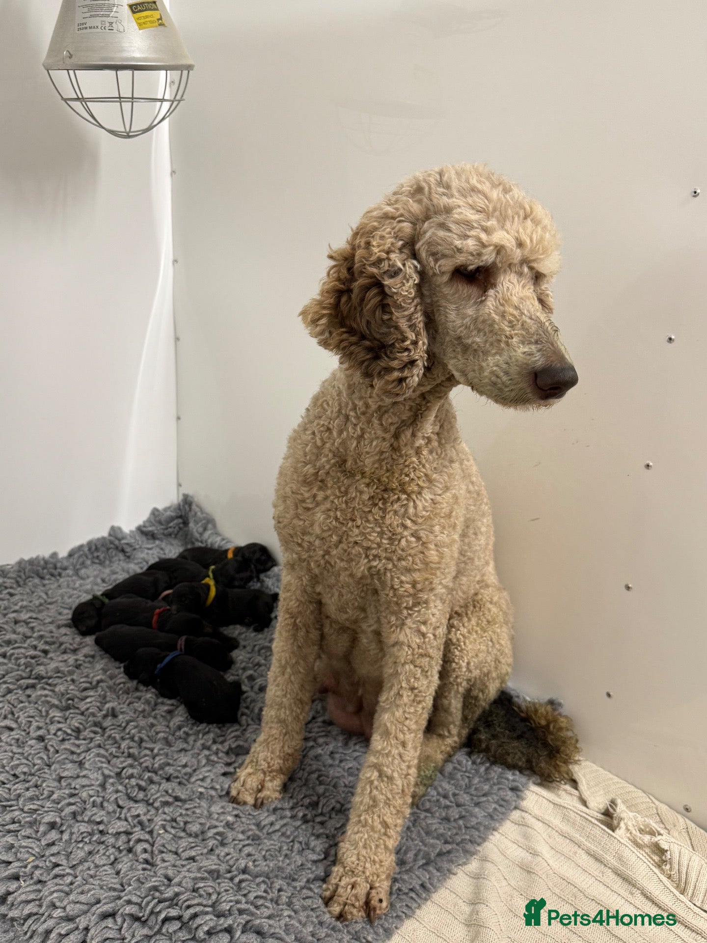 Goldendoodle dogs F1 Standard Goldendoodle Waiting List  - Advert 2