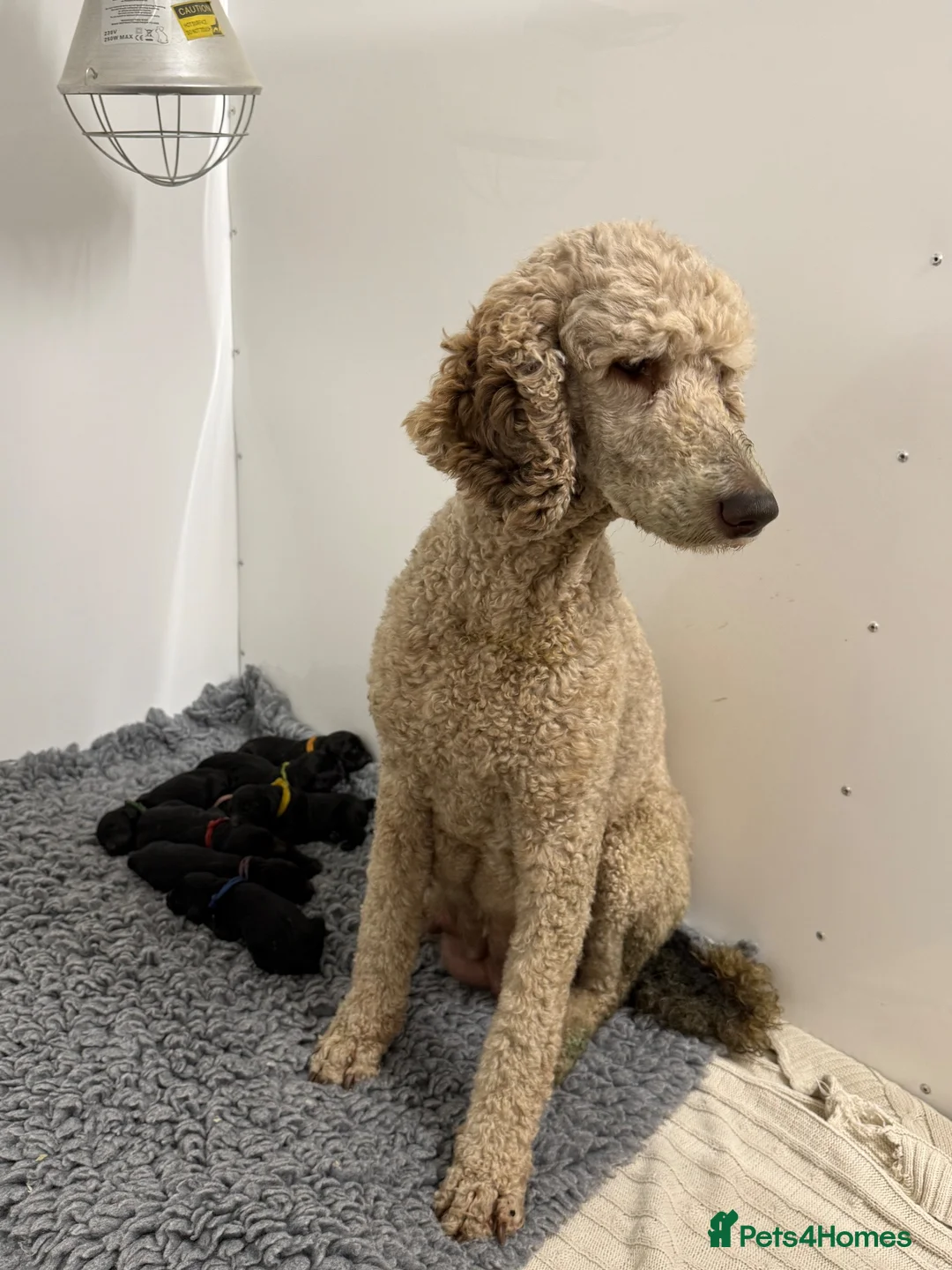 Goldendoodle dogs for sale: F1 Standard Goldendoodle Waiting List  - Advert 2