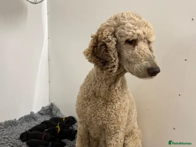 Goldendoodle dogs for sale: F1 Standard Goldendoodle Waiting List - Advert 2