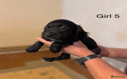 Cocker Spaniel dogs for sale: Beautiful cocker spaniel puppies ready now - Advert 8
