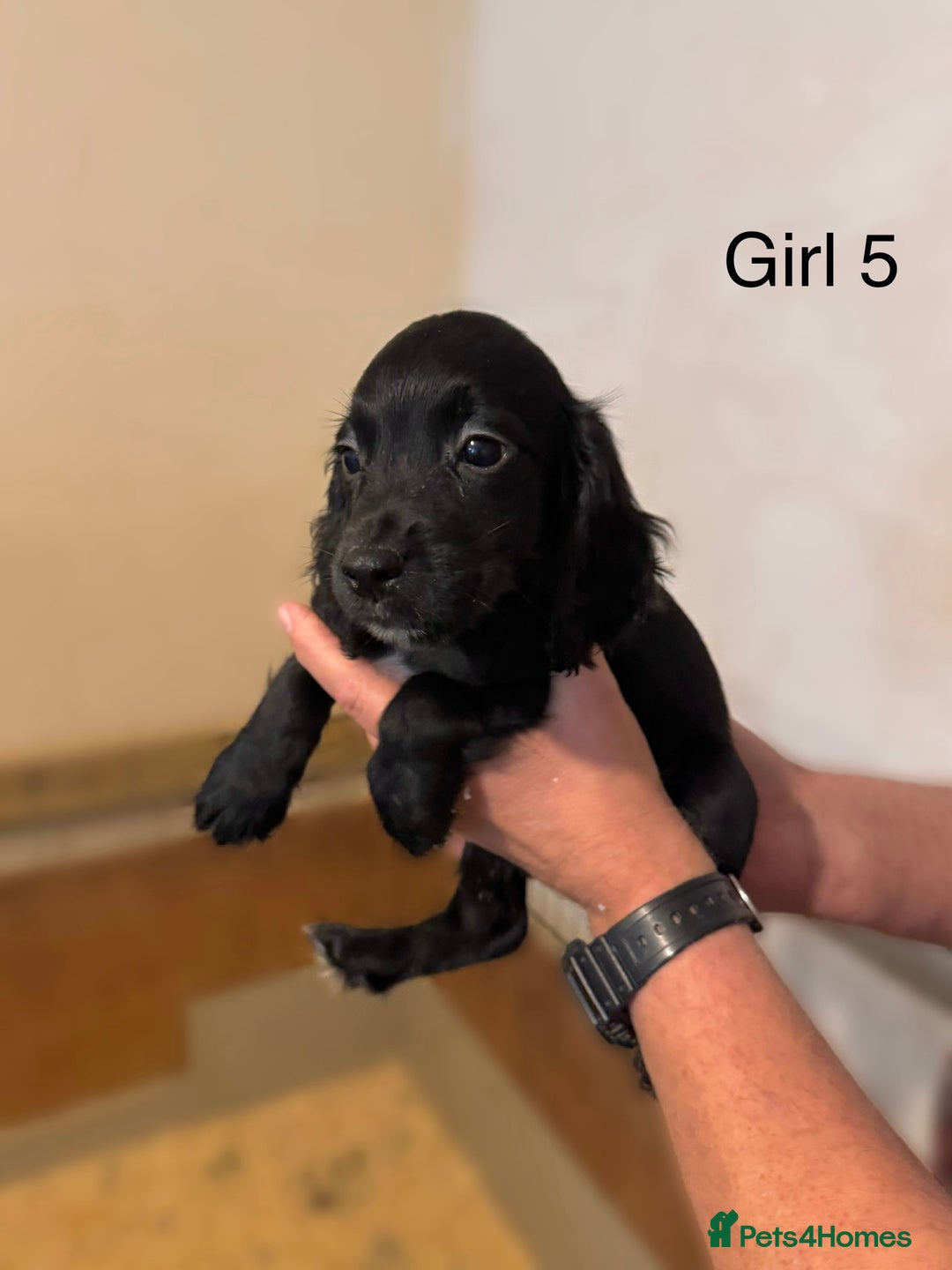Cocker Spaniel dogs for sale: Beautiful cocker spaniel puppies ready now - Advert 8