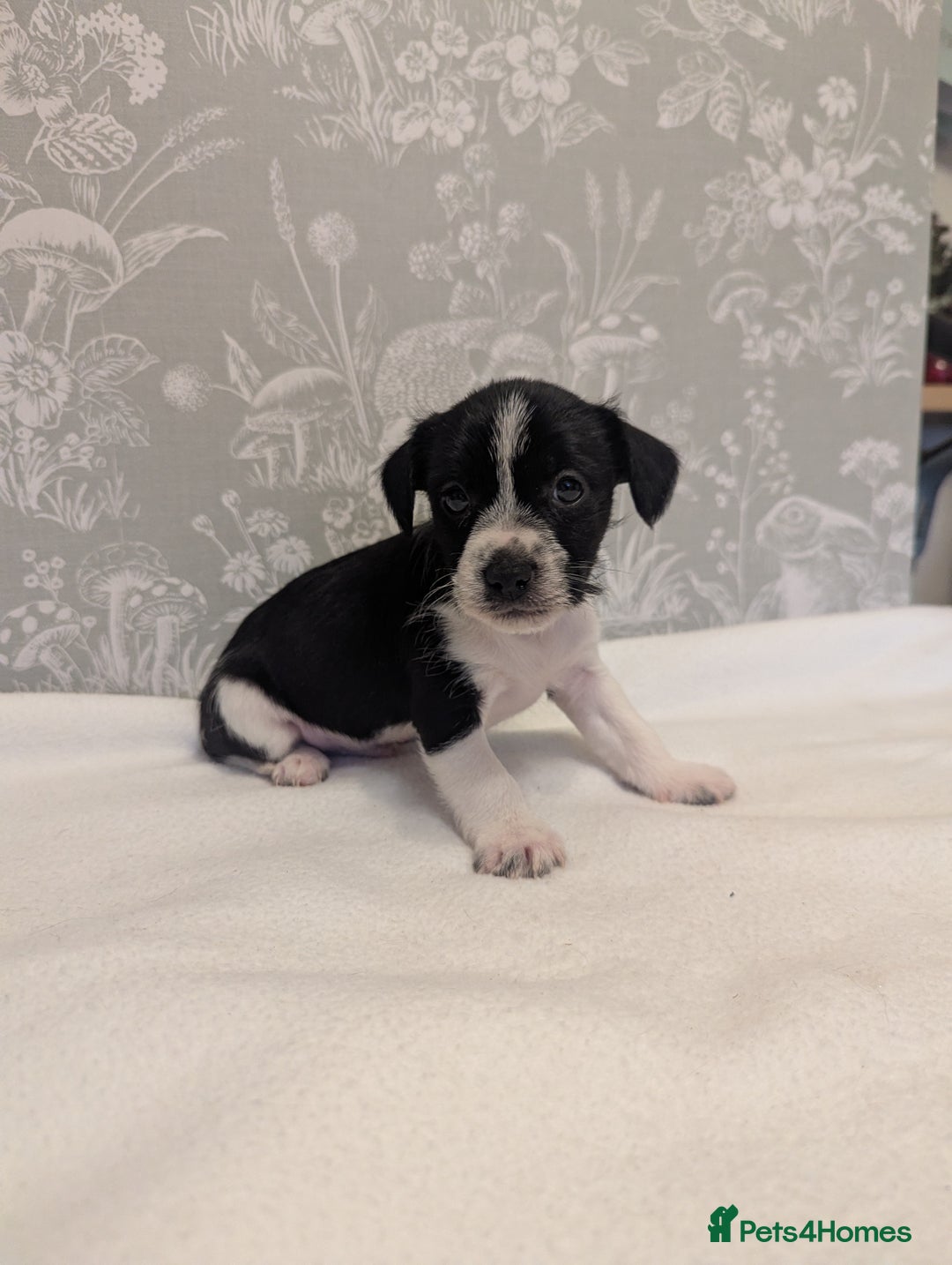 Jack Russell dogs for sale: Jack Russell puppies  - Advert 4
