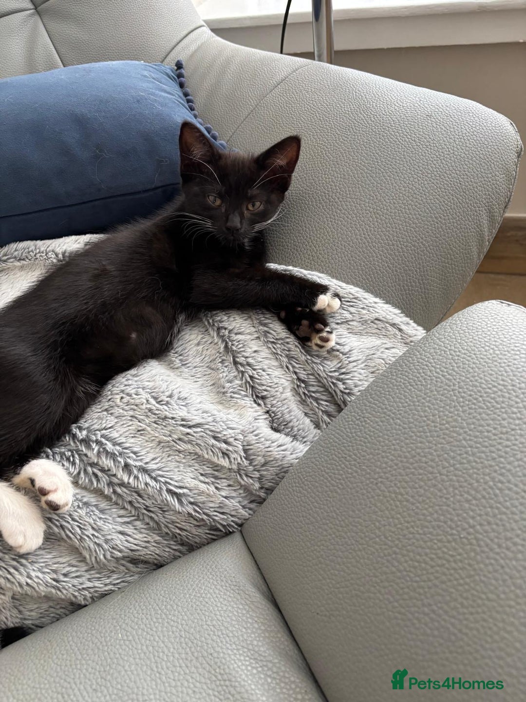 Mixed Breed cats for sale: 3 playful girls  - Image 9
