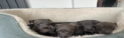 Italian Greyhound dogs for sale: 3 girls 1 boy available  - Advert 3