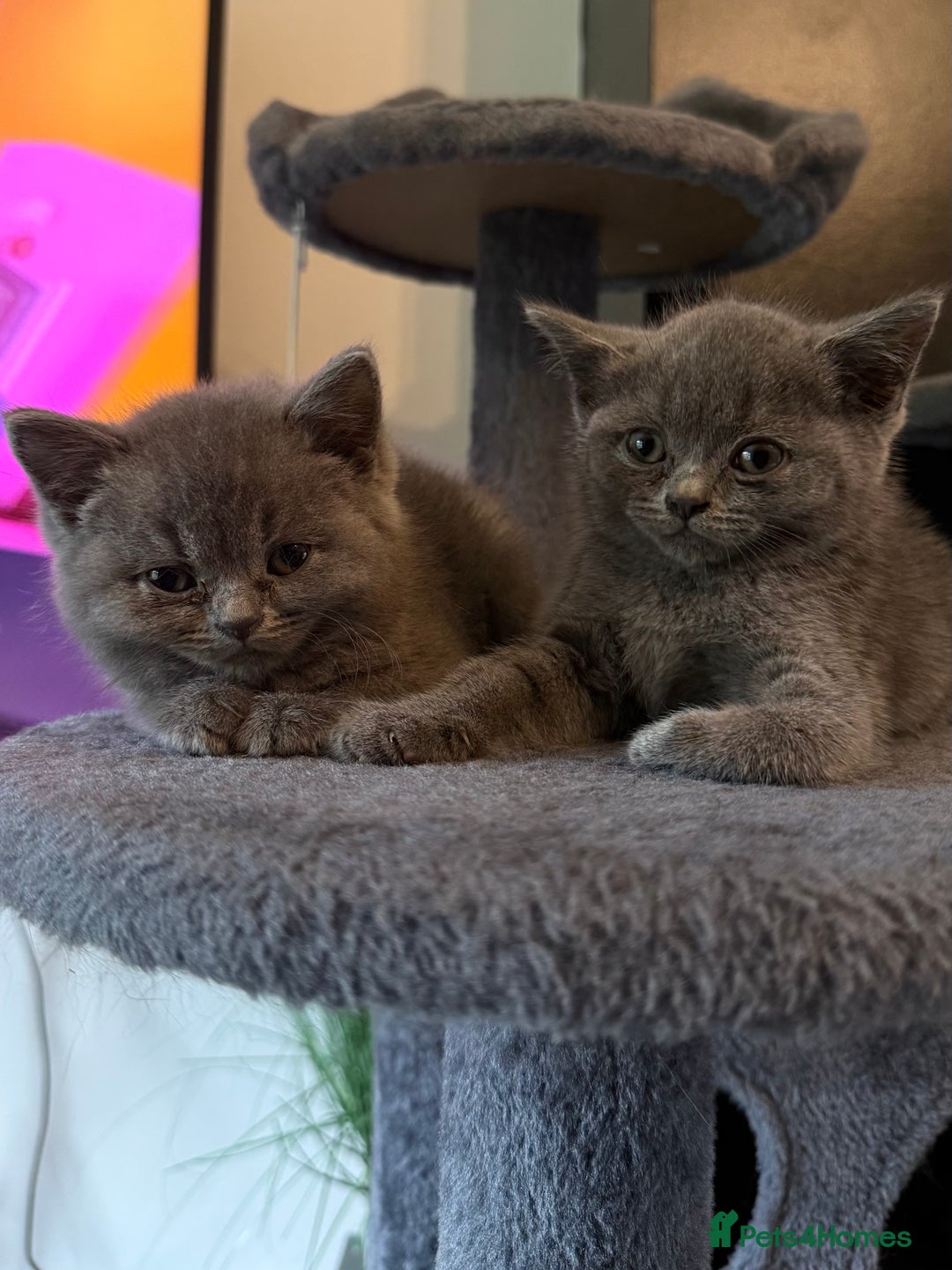 British Shorthair cats for sale: 2 Girls 3 Boys British Shorthairs - Image 9