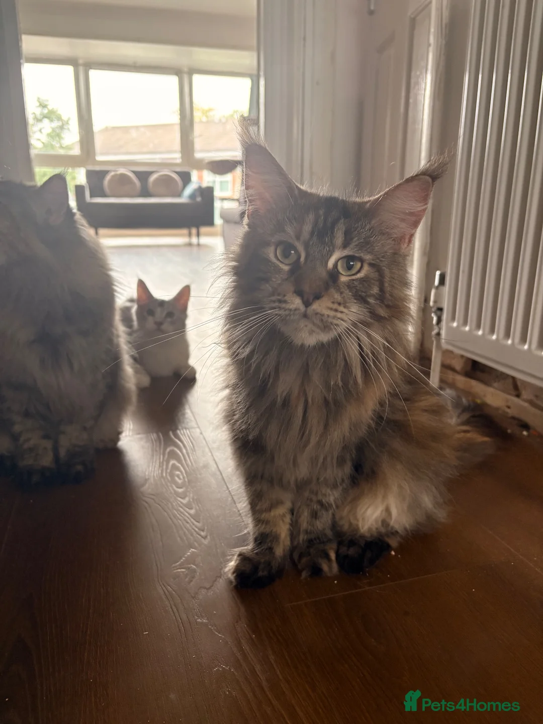 Maine Coon cats for sale: 🐾 Beautiful Maine Coon Girl – Rosie 🐾 - Advert 2