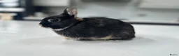 Netherland Dwarf rabbits for sale: Black marten Netherlands dwarf mini rabbit - Advert 3