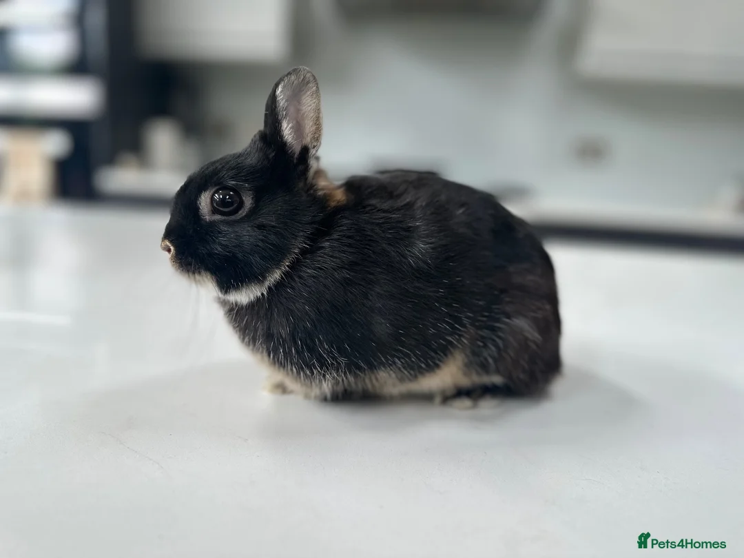 Netherland Dwarf rabbits for sale: Black marten Netherlands dwarf mini rabbit - Advert 3
