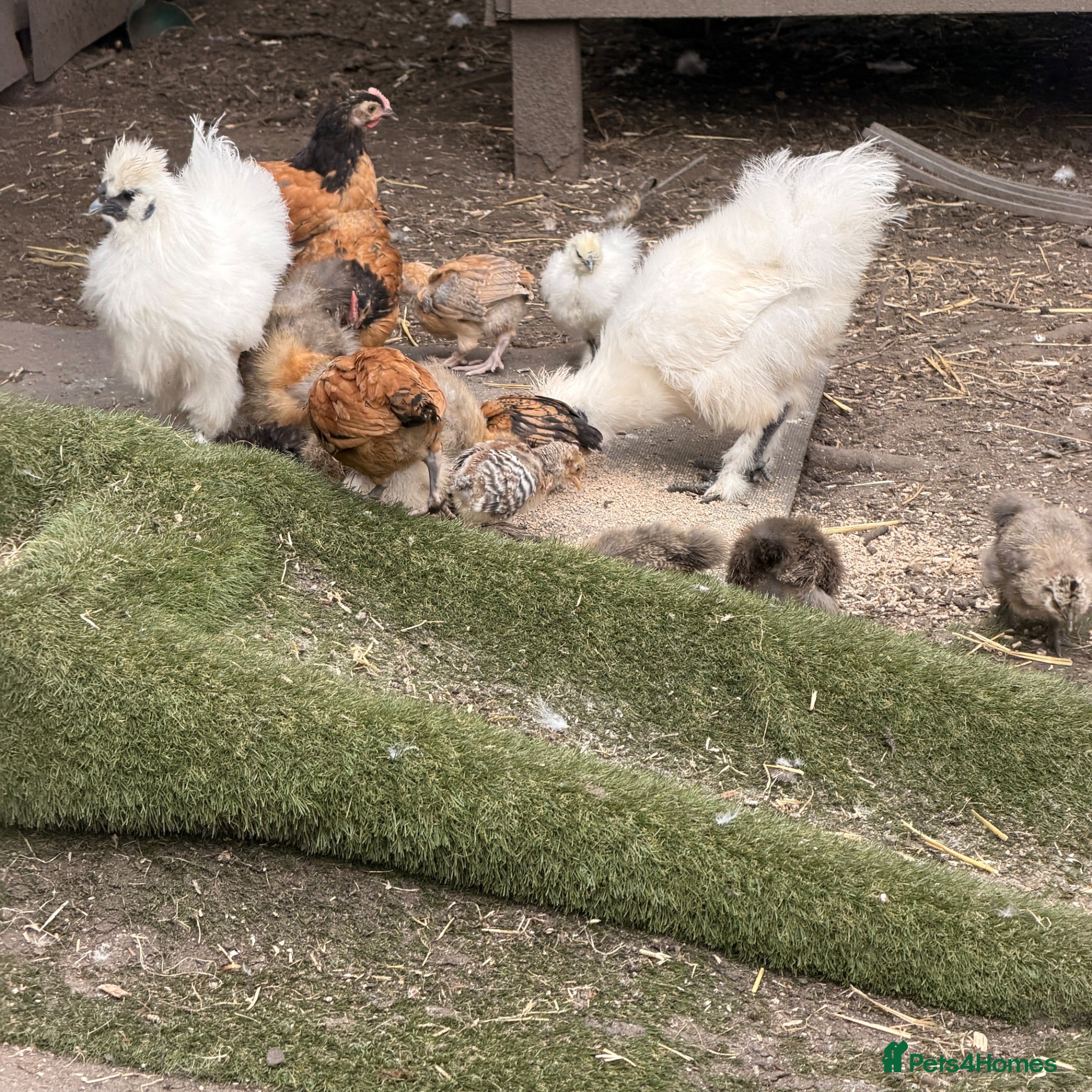 Chickens poultry Vorwerk chickens  - Advert 17