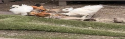 Chickens poultry for sale: Vorwerk chickens  - Advert 1