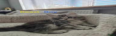 Maine Coon 3