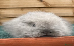 Lionhead rabbits for sale: 2 male left. 6 females  - Image 30