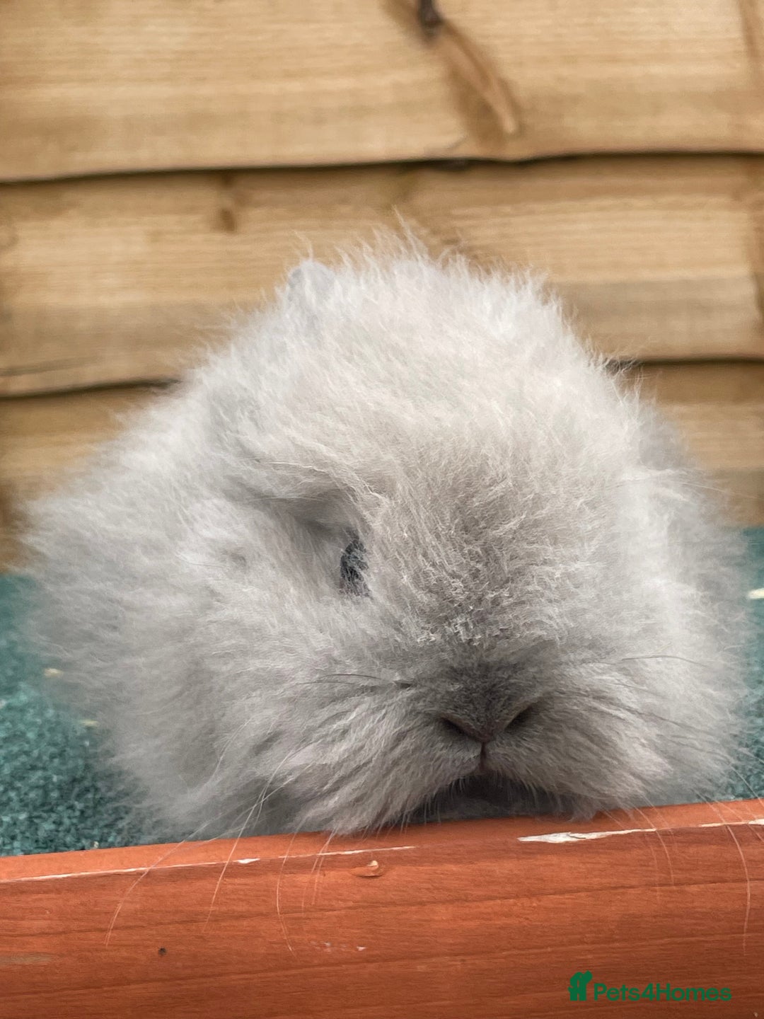 Lionhead rabbits for sale: 2 male left. 6 females  - Image 30