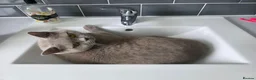 British Shorthair cats for sale: Gorgeous lilac british shorthaired girl  - Advert 2