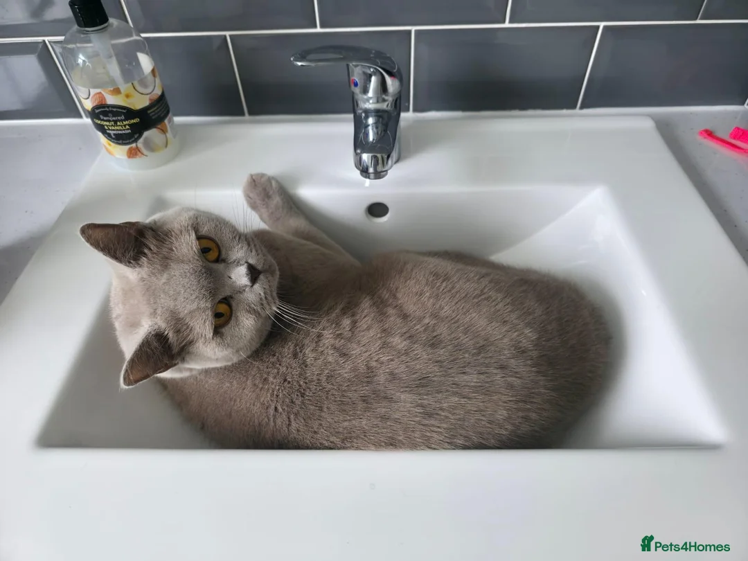 British Shorthair cats for sale: Gorgeous lilac british shorthaired girl  - Advert 2