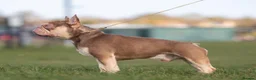 French Bulldog dogs for sale: Rojo and tan - Advert 1