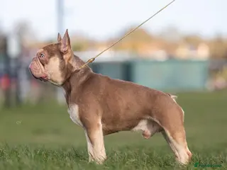 French Bulldog dogs Rojo and tan - Advert 1