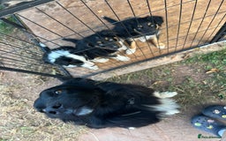 Border Collie dogs for sale: COLLIES FOR SALE  - Image 7