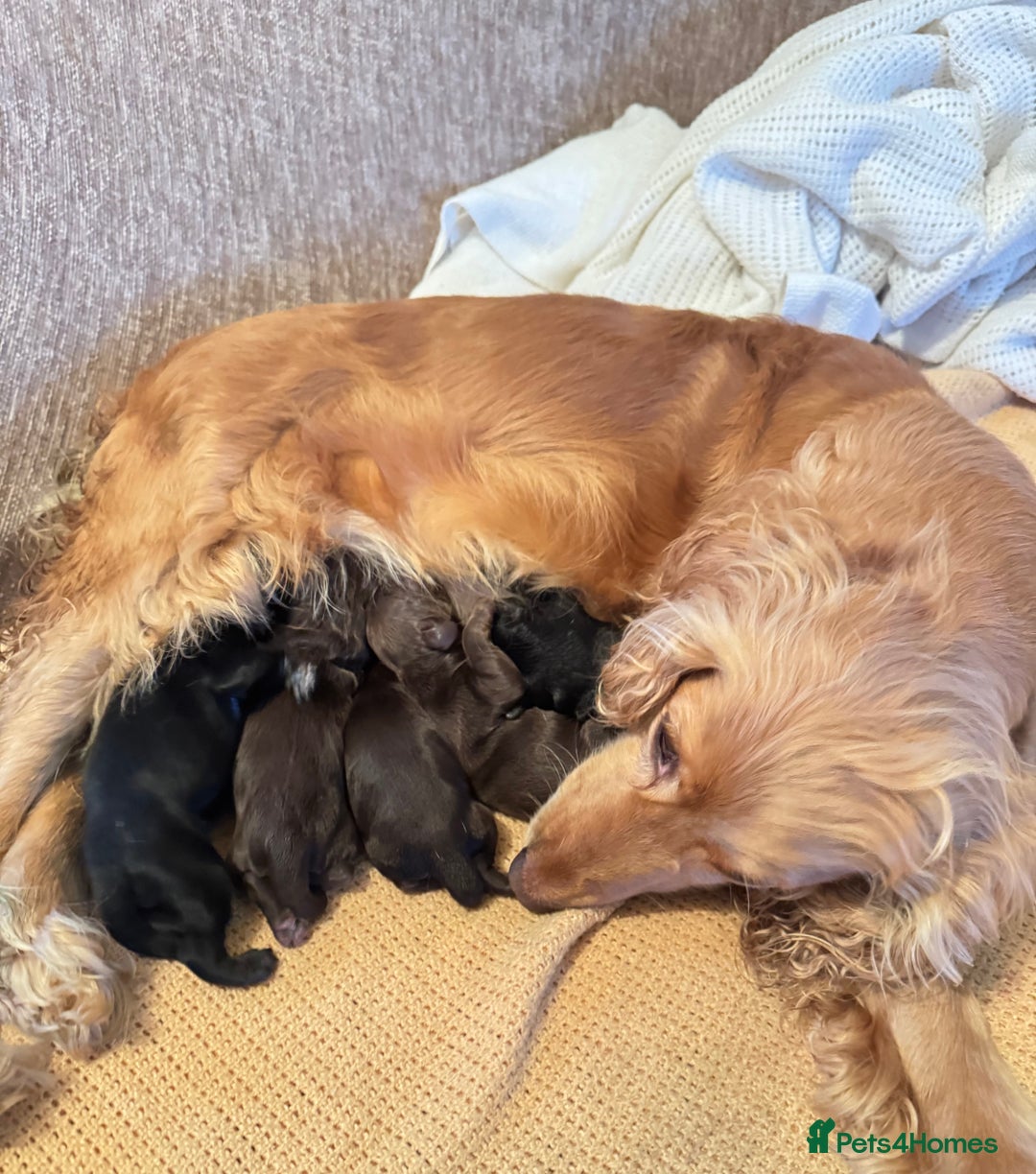 Cockapoo dogs for sale: Beautiful Cockapoo Puppies  - Advert 1