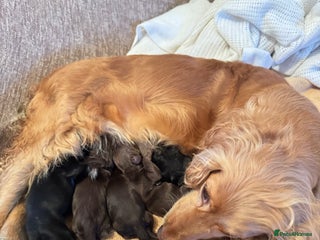 Cockapoo dogs Beautiful Cockapoo Puppies - Advert 3