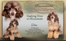 Cockapoo dogs for sale: Extensively health tested Cockapoo puppy’s  - Image 7