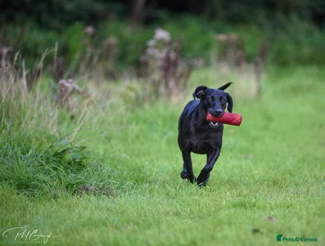 Labrador Retriever dogs for sale: Equal parts adventure and sofa buddies (Labradors) - Image 20