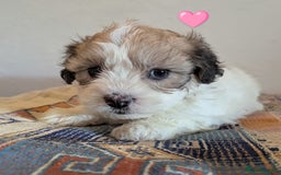 Cavachon dogs for sale: Cavachon Puppies - excellent example!  - Image 30