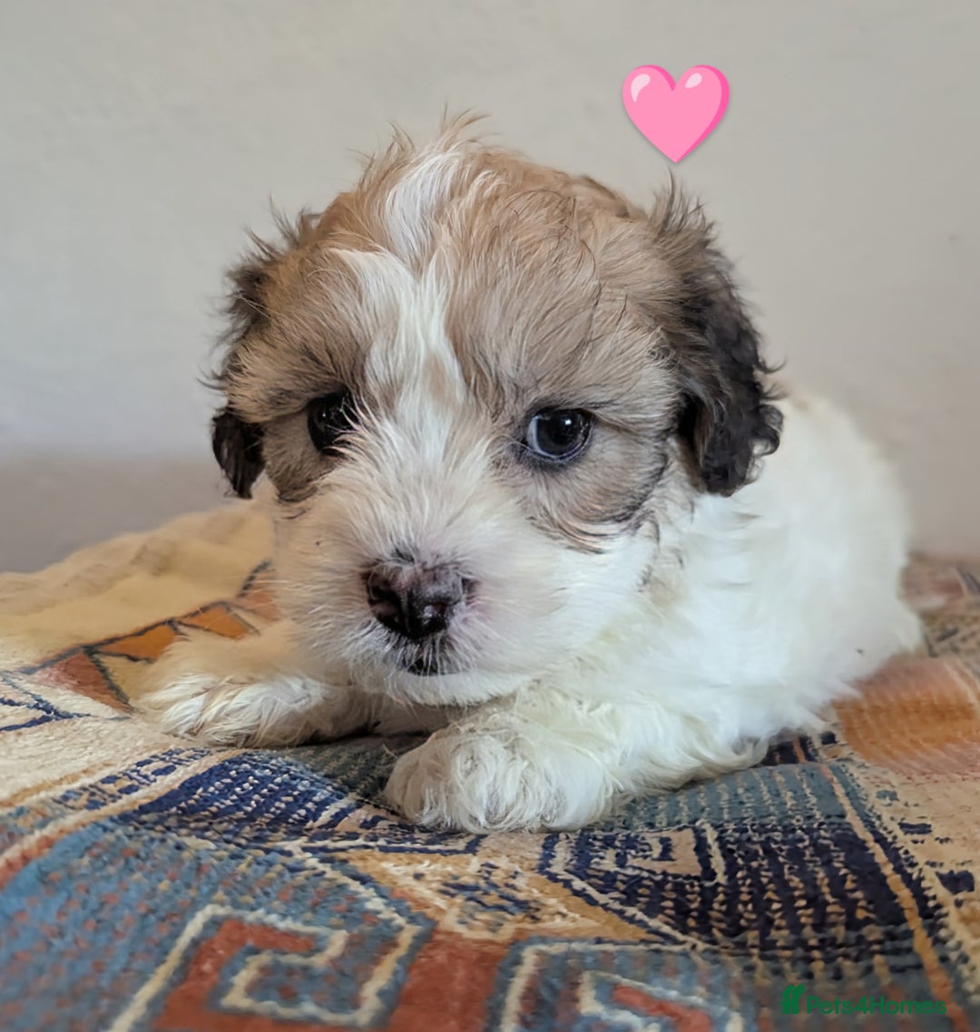 Cavachon dogs for sale: Cavachon Puppies - excellent example!  - Image 30