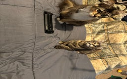 Maine Coon cats for sale: Xl mainecoon kittens  - Image 20