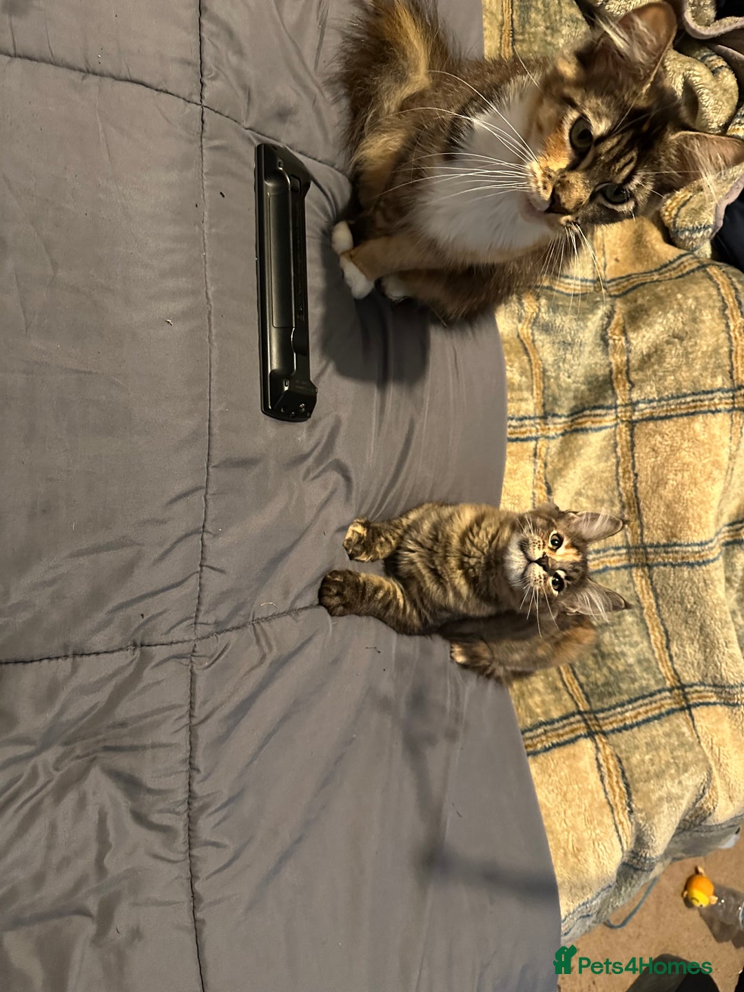 Maine Coon cats for sale: Xl mainecoon kittens  - Image 20