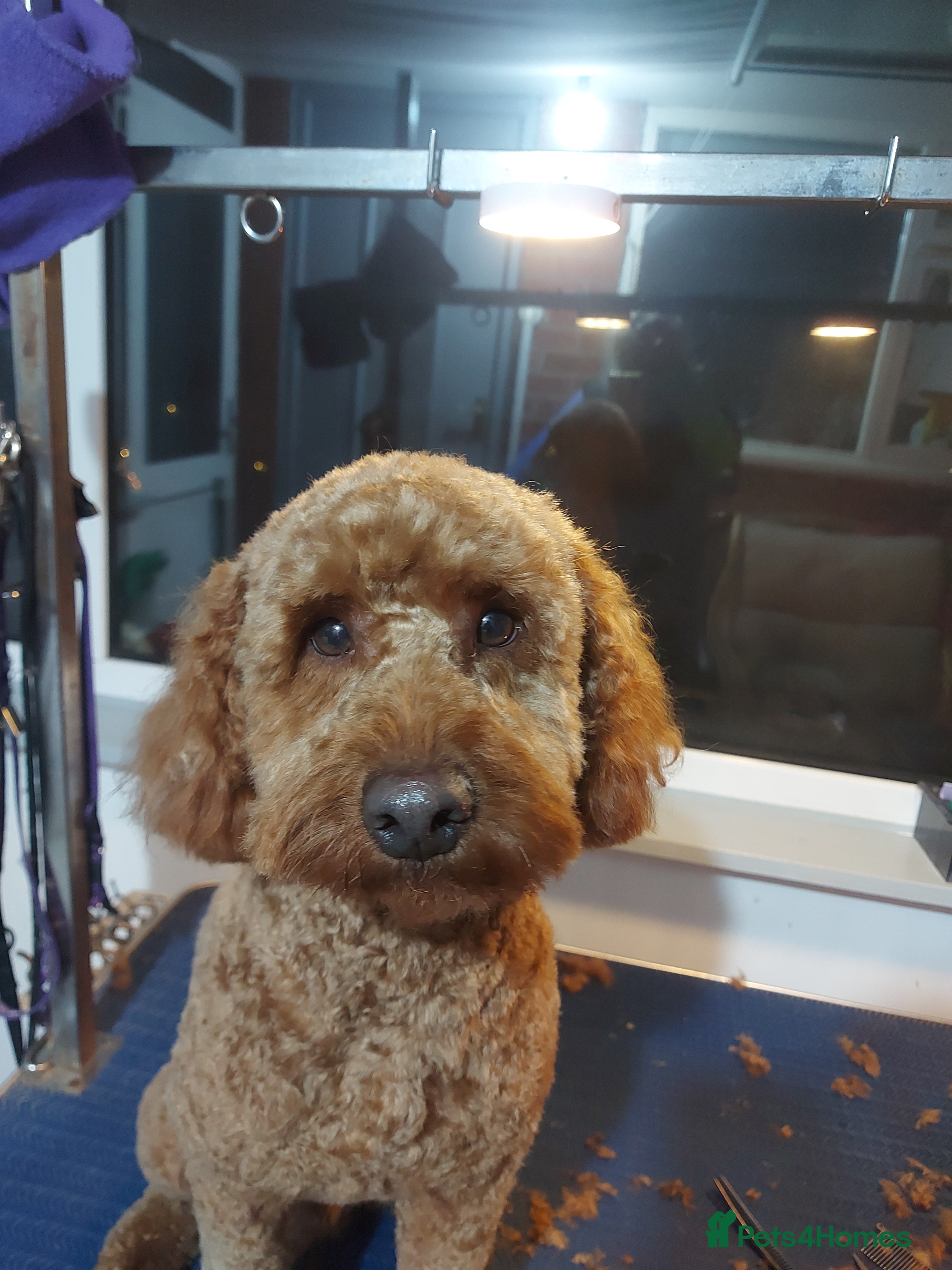 Miniature Poodle dogs OUR BARRY-KC REGISTERED MINIATURE POODLE FOR STUD in Preston - Advert 9