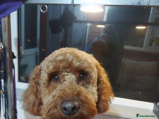 Miniature Poodle dogs OUR BARRY-KC REGISTERED MINIATURE POODLE FOR STUD in Preston - Advert 21
