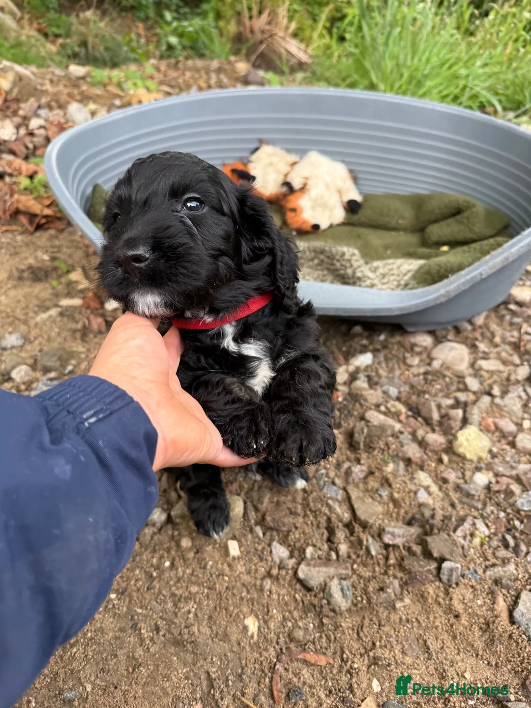 Mixed Breed dogs for sale: Sprocker x cockapoo puppies - Advert 1