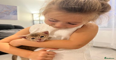 Abyssinian cats - Advert 10