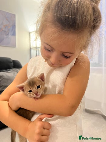 Abyssinian cats - Advert 9