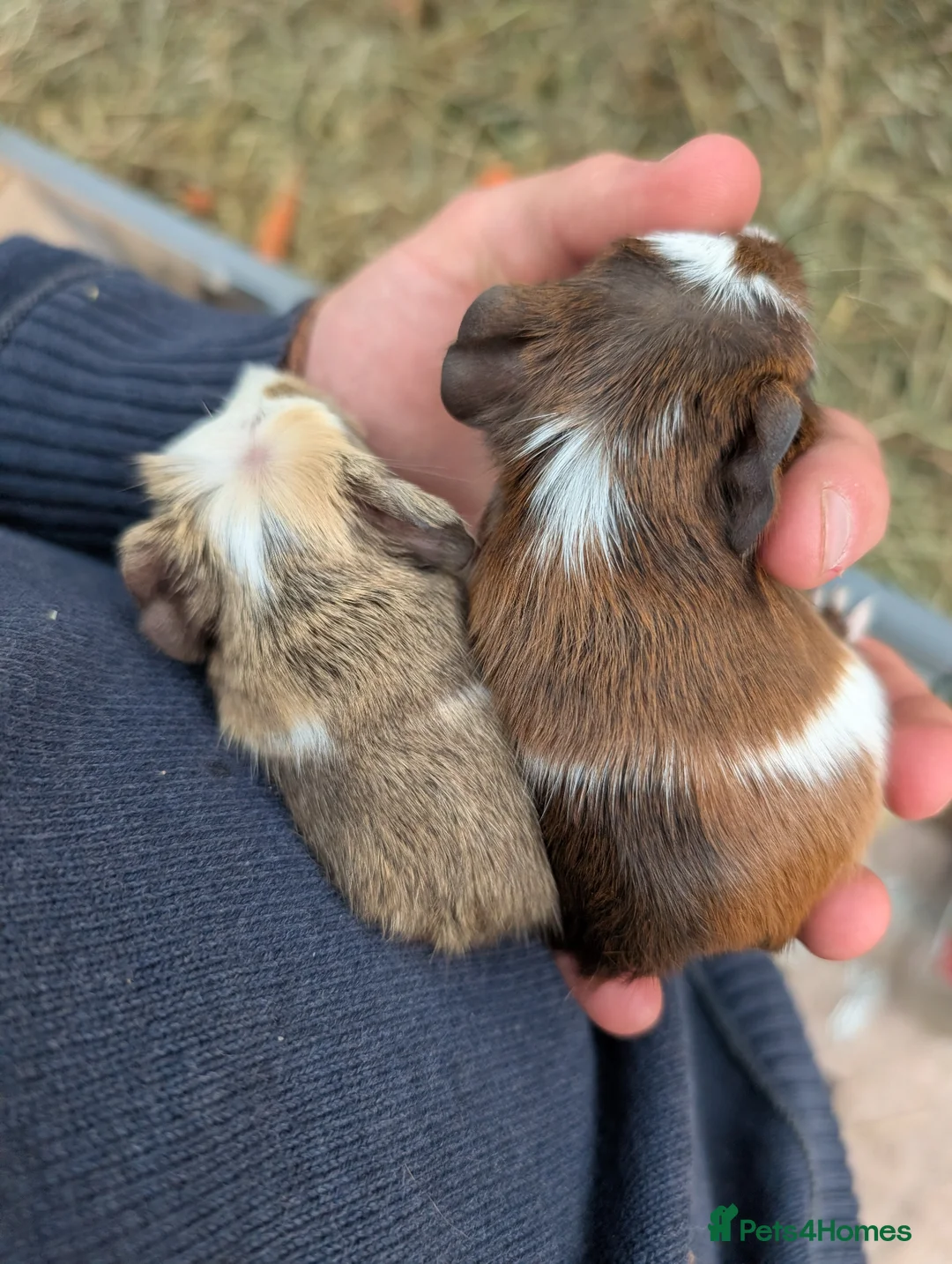 Guinea Pig rodents for sale: Baby boy guinea pigs pair  - Advert 1