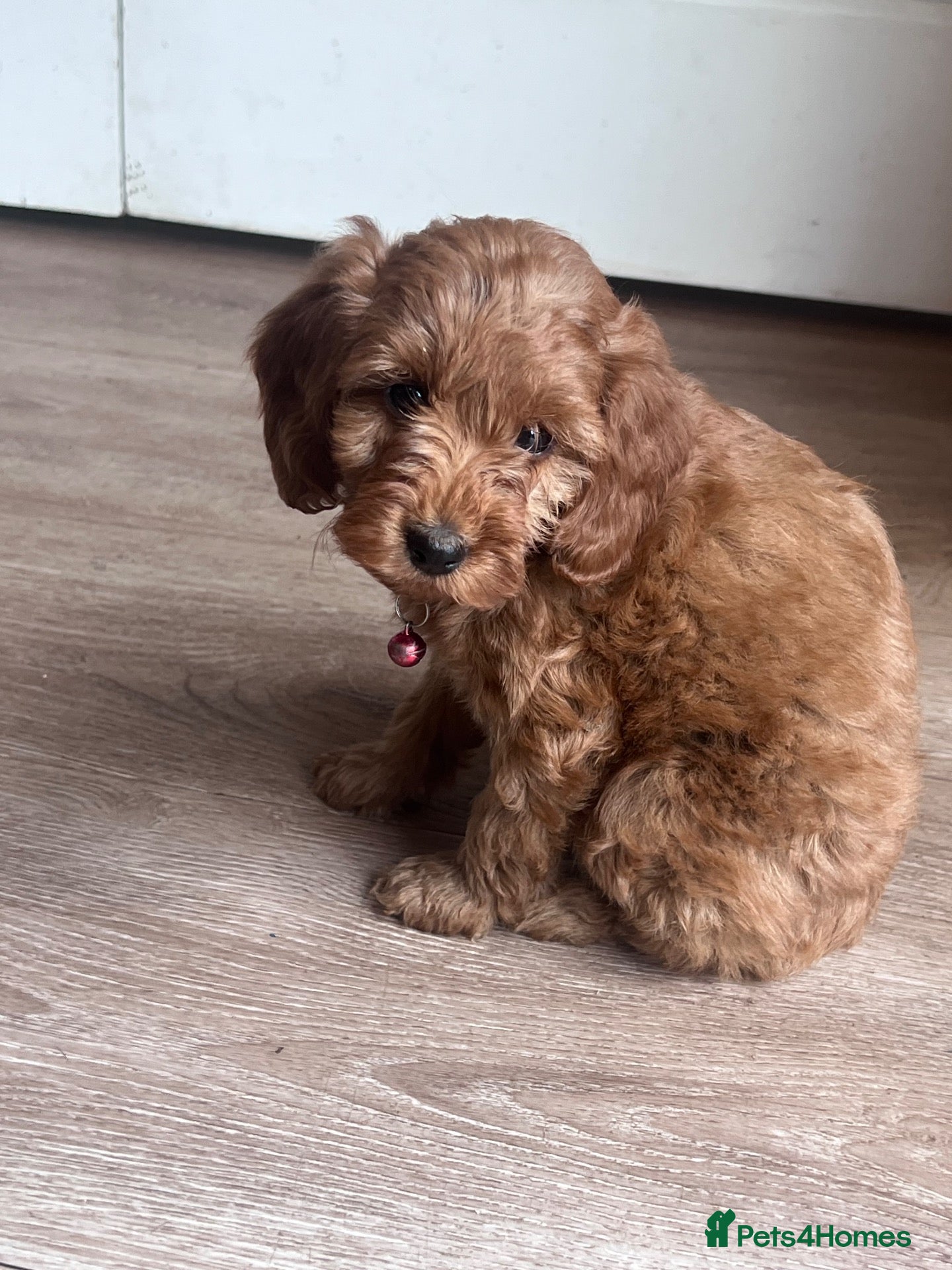 Cockapoo dogs Cockerpoo Puppies Ready - Advert 2