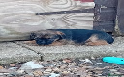 Border Terrier dogs for sale: Pure border terrier puppies  - Advert 7