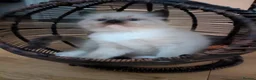Ragdoll cats for sale: Our adorable- Sepia,Mitted,Seal colorpoint - Advert 9