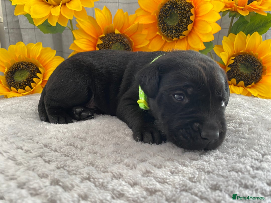 Labrador Retriever dogs for sale: Handsome Reggie needs forever family - Image 16