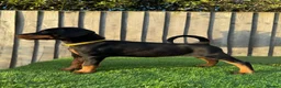 Dobermann dogs for sale: Quality European Doberman - Health Tested & Titled - Advert 6